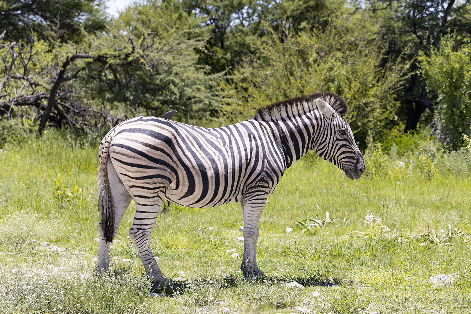 13 - Etosha 